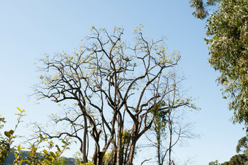 Photograph of a tree on a beautiful sunny day