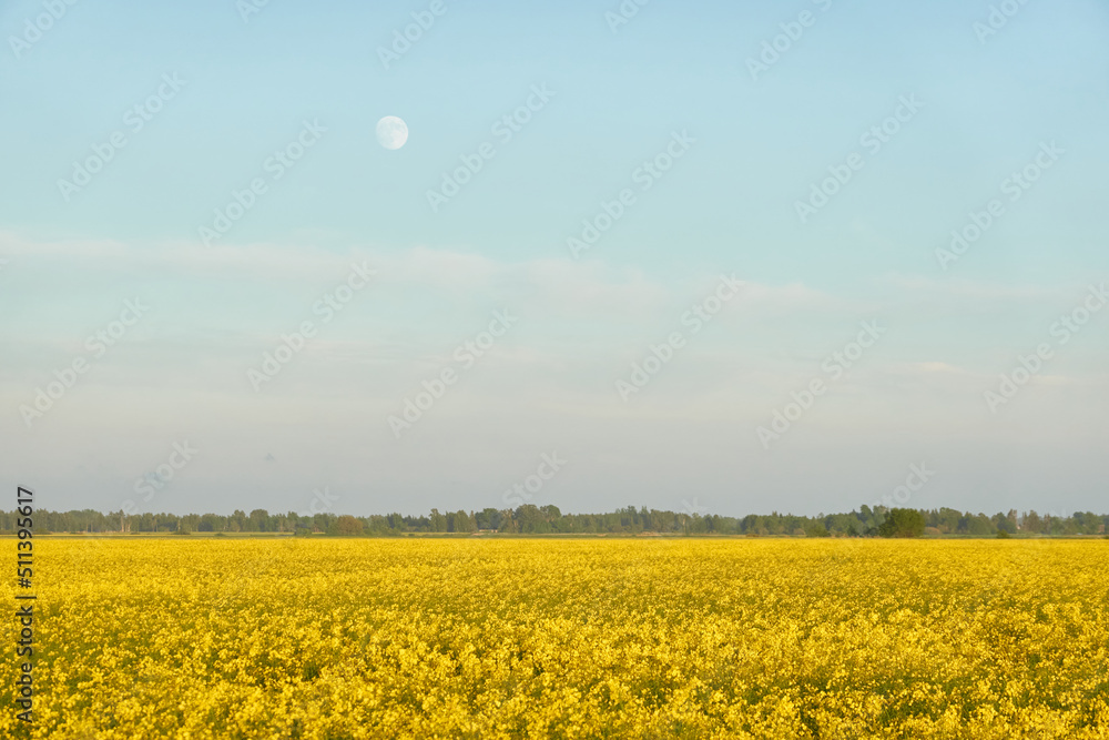 Poster Blooming rapeseed field on a clear sunny day. Soft sunset light, moon. Spring. early summer landscape. Agriculture, biotechnology, fuel, food industry, alternative energy, environment, nature