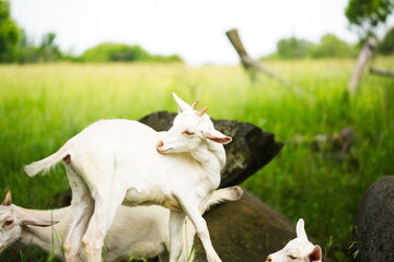 Baby goats playing in the barnyard on a small farm in Ontario, Canada.