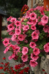 Fototapeta na wymiar pink bell-shaped flowers