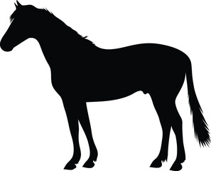 Horse black silhouette. Vector illustration.