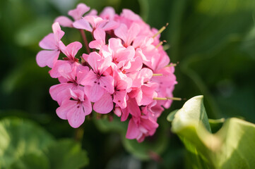 close up of pink flower