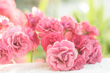 pink roses in a garden