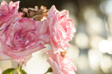 faded pink roses in a garden with lights on bokeh background