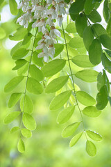 雨に濡れたハリエンジュ(ニセアカシア)の花 / Locust tree flowers wet in the rain