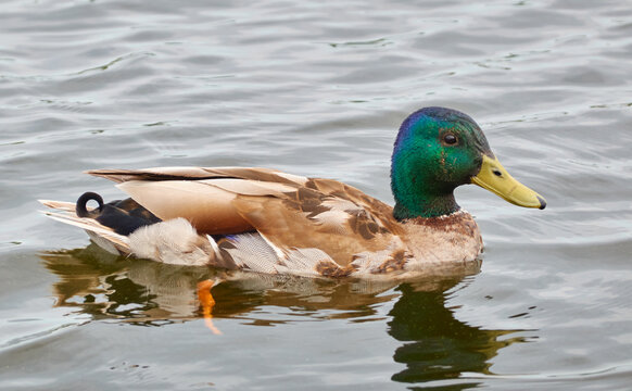 Mallard (wild duck) male close-up. Lake water surface. Latvia, Europe. Wildlife, nature, animals, water birds, birdwatching, zoology, biology