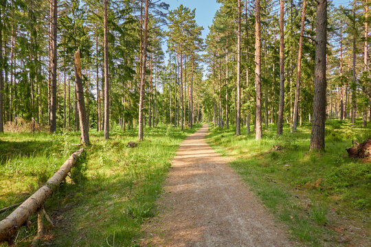 Rural road through the evergreen forest. Pine trees. Spring, early summer. Nature, fresh air, eco tourism, hiking, walking, running, cycling, sport, leisure activity, healthy lifestyle concepts