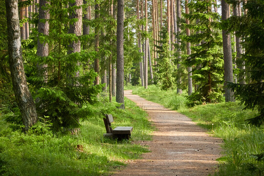 Rural road through the evergreen forest. Wooden bench. Pine trees. Spring, early summer. Nature, fresh air, eco tourism, hiking, walking, running, cycling, sport, leisure activity, healthy lifestyle
