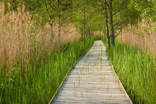 Modern wooden pathway (boardwalk) through the swampy green forest. Soft sunlight. Spring, early summer. Environment, ecology, ecosystems, nature, tourism, walking, cycling, hiking. Idyllic landscape