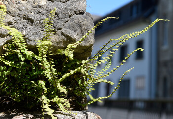 Farnkraut (Brauner Streifenfarn, Asplenium trichomanes), an Mauer