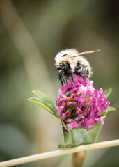 hora de abejas