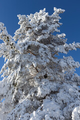 Winter view of Vitosha Mountain, Bulgaria