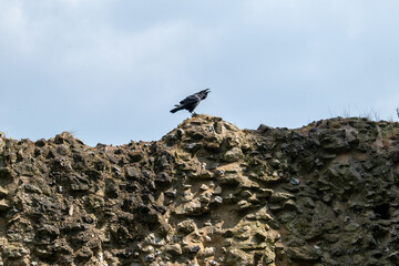 Raven at the tower of London