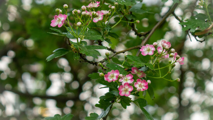 Pink and White London Blossom