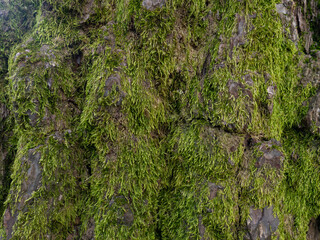 Structure of tree bark in moss. Uneven coverage. Moss on the tree. Background from natural material. Bark close-up.
