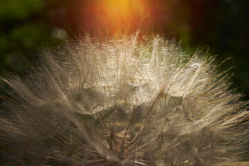Deatail of a giant dandelion at sunset