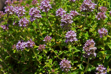 Thymian (Thymus serpyllum), blühend