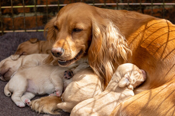 Retriever bitch with week old litter.