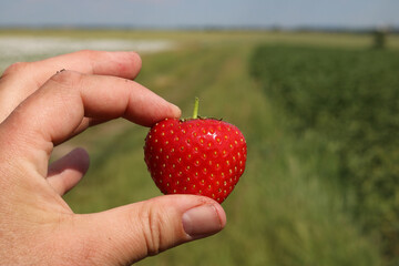 Obraz premium One red strawberry in hand between fingers