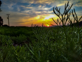 sunset in the field
