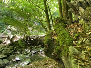 Fototapeta premium tal der wilden endert, greimersburg, endert, cochem, eifel, wanderweg, deutschlands, feldweg, landwirtschaftlicher verkehr, frühling, sommer, wald, natur, ins grüne, traktor, wald, wiese, weide, natur
