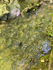 tal der wilden endert, greimersburg, endert, cochem, eifel, wanderweg, deutschlands, feldweg,...