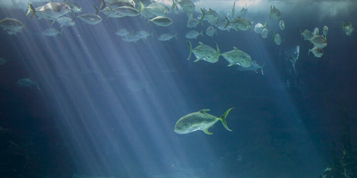 Aquarium Xareus among light rays