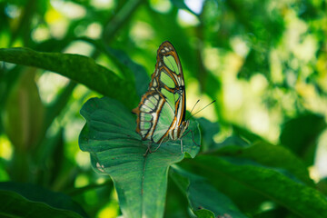 green butterfly on leaf - Powered by Adobe
