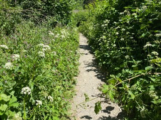Obraz premium tal der wilden endert, greimersburg, endert, cochem, eifel, wanderweg, deutschlands, feldweg, landwirtschaftlicher verkehr, frühling, sommer, wald, natur, ins grüne, traktor, wald, wiese, weide, natur
