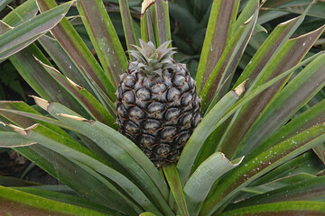 Young Azorean Pineapple Up Close