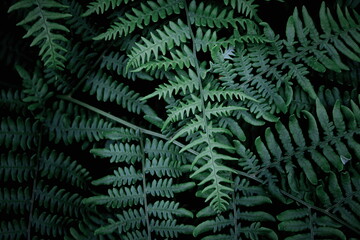 Fototapeta na wymiar Leaves pattern background, real photo, fern leaves background, top view leaves.
