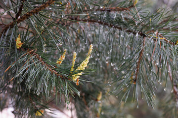 Spruce branches and small cones after rain. Young green christmas tree leaves and rain drops