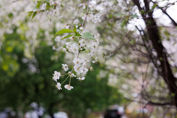 Apple tree flowers after rain. Young green apple leaves and blossom