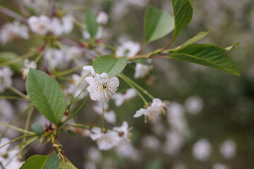 Apple tree flowers after rain. Young green apple leaves and blossom