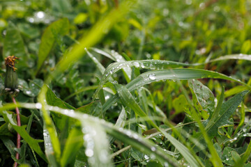 Spruce trees and house in background. Young green christmas tree after rain