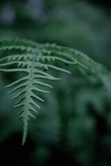 Leaves pattern background, real photo, photo near fern leaves.