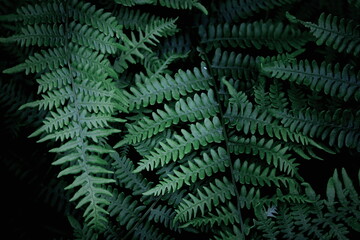Leaves pattern background, real photo, fern leaves background, top view leaves.