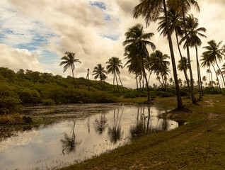 Obraz premium trees on the river