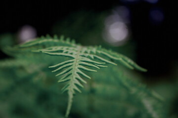 Leaves pattern background, real photo, photo near fern leaves.
