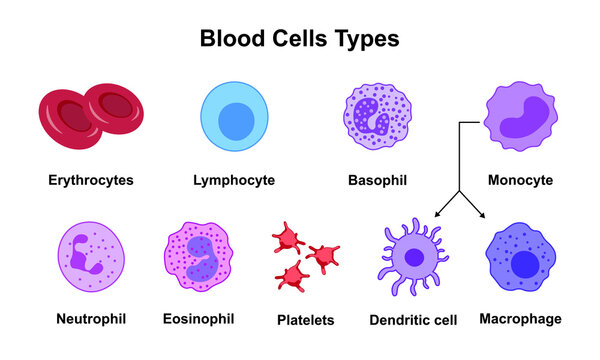 Scientific Designing of Blood Cells Types. Colorful Symbols. Vector Illustration.