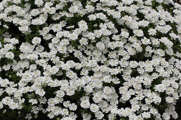 Flowers, trees, and shrubs of the Eastern U.S.