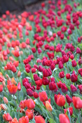 field of tulips