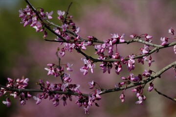 Flowers, trees, and shrubs of the Eastern U.S.