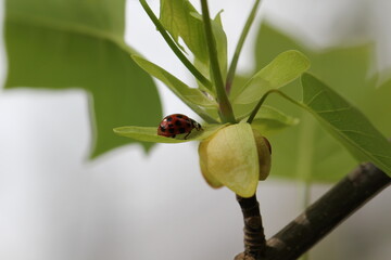lady beetle on tulip popular flower