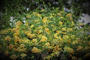 Flowers, trees, and shrubs of the Eastern U.S.