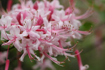 Flowers, trees, and shrubs of the Eastern U.S.