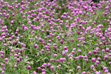 Flowers, trees, and shrubs of the Eastern U.S.