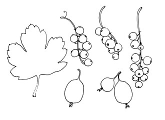 currant and gooseberry berries and leaf, botanical sketch isolated black line elements for a natural berry design template