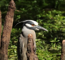 Yellow Crowned Night Heron In Precious Wetlands Habitat