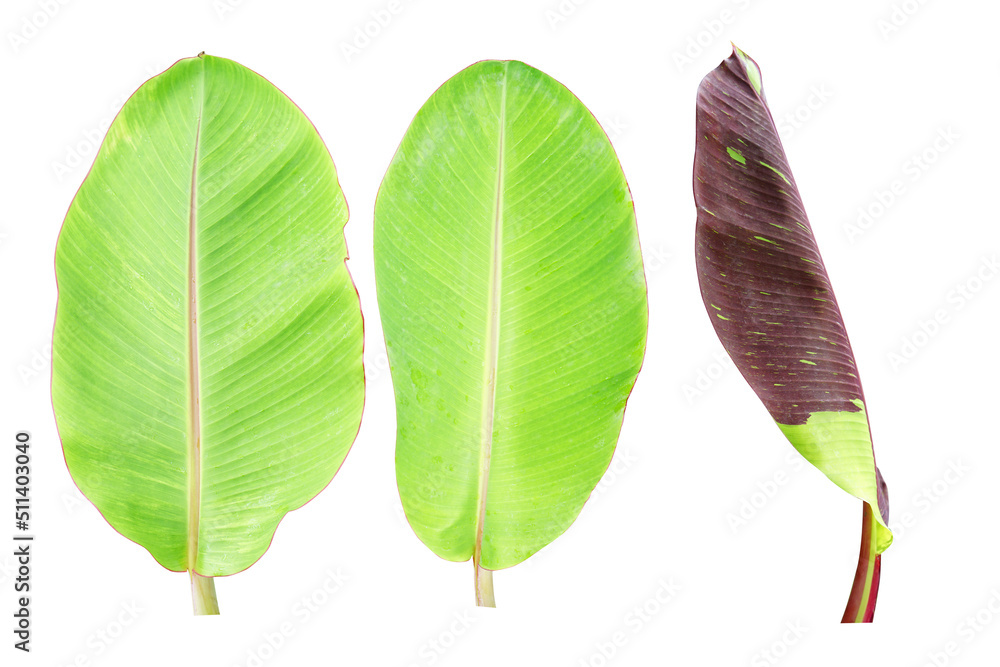 Wall mural banana leaves on a white background